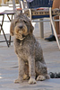 SmugMug > all-time keyword > hania > Dog in Hania, Island of Crete, Greece